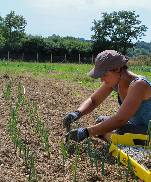 anaelle-maraichere-potager-brandois anaelle-maraichere-potager-brandois