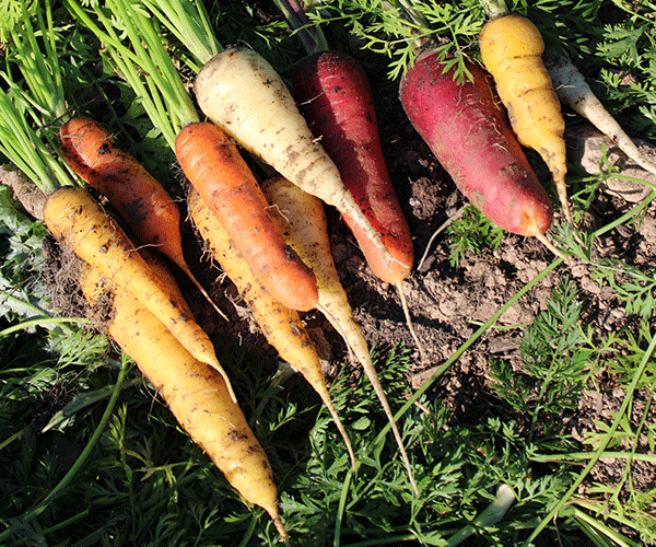 carottes-potager-domaine-de-brandois carottes-potager-domaine-de-brandois