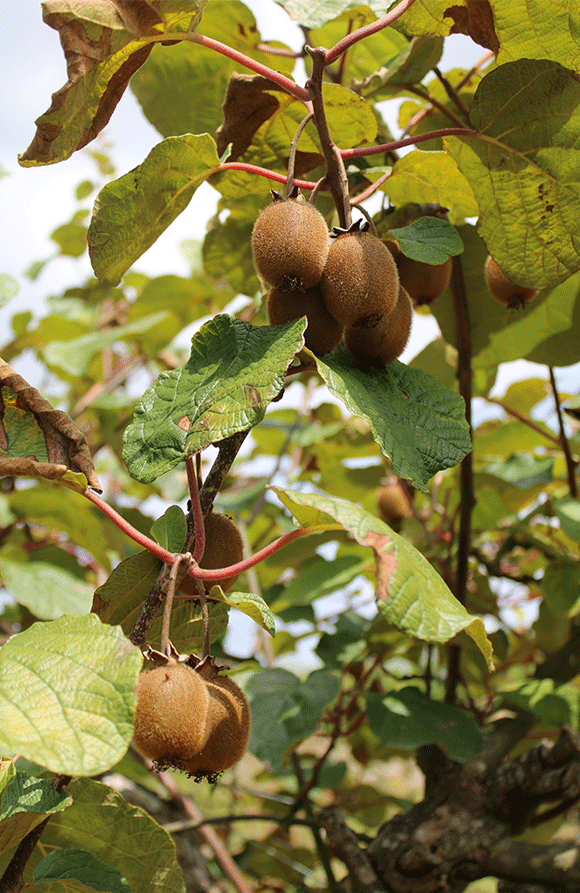 kiwis-domaine-de-brandois