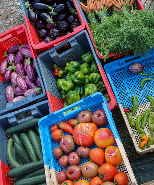 legumes-potager-domaine-de-brandois-vendee legumes-potager-domaine-de-brandois-vendee