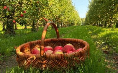 Au cœur des vergers du Domaine de Brandois à La Mothe-Achard