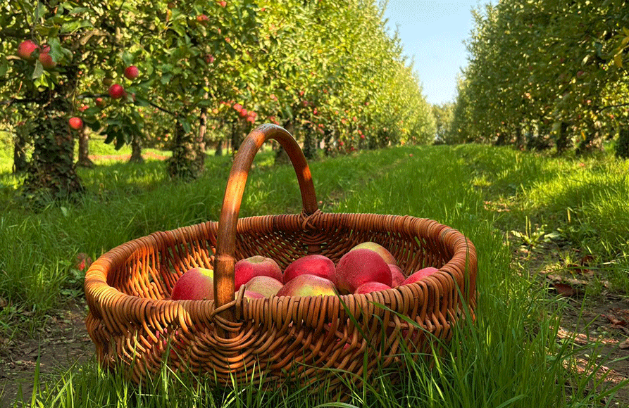 anaelle-dans-son-potager-domaine-de-brandois