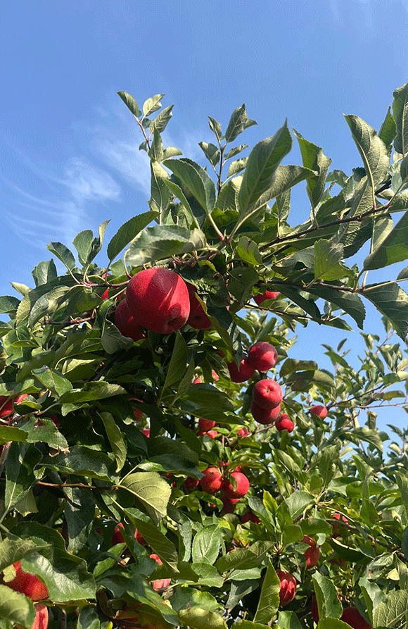pommes-vergers-arbres-domaine-de-brandois