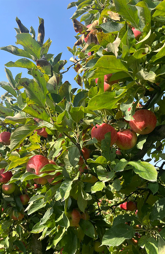 pommier-domaine-de-brandois