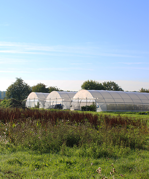 potager-bio-domaine-de-brandois-vendee potager-bio-domaine-de-brandois-vendee
