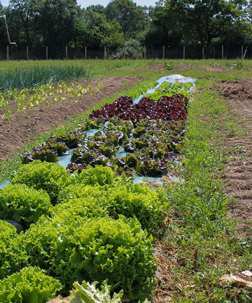salade-potager-domaine-de-brandois-vendee salade-potager-domaine-de-brandois-vendee