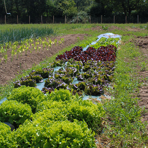 salade-potager-domaine-de-brandois
