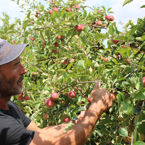 verger-domaine-de-brandois-respect-environnement