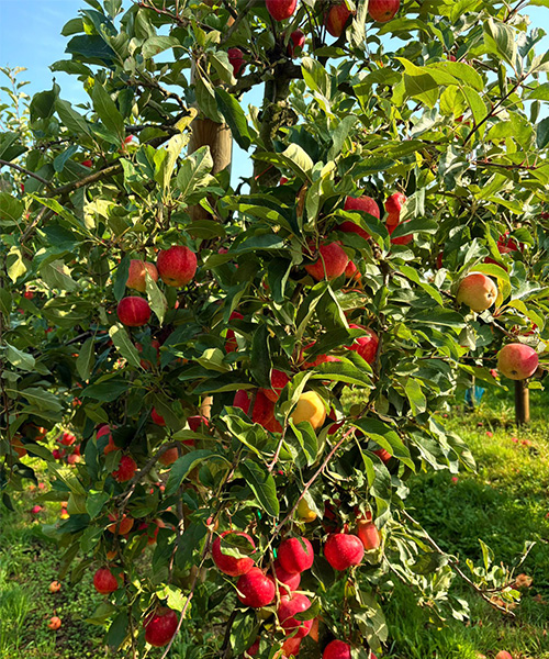 verger-pommier-domaine-de-brandois-vendee