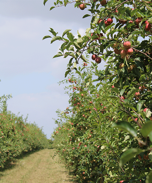 vergers-pommiers-avec-chemin
